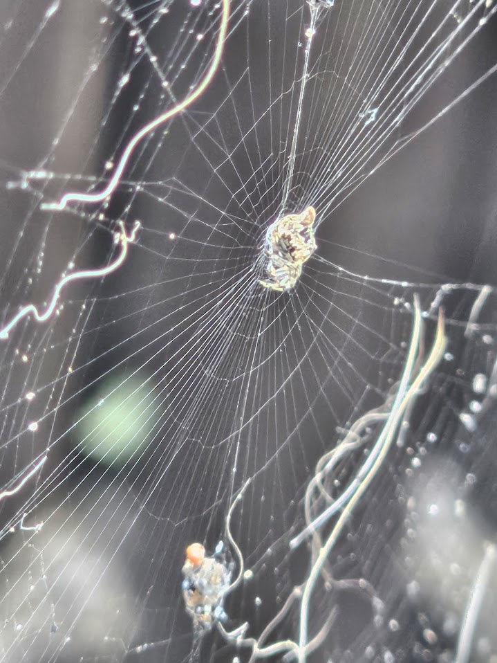 A close-up of a delicate spiderweb with a central point holding remnants of prey, set against a blurred background, highlighting the intricate details of the web's structure.