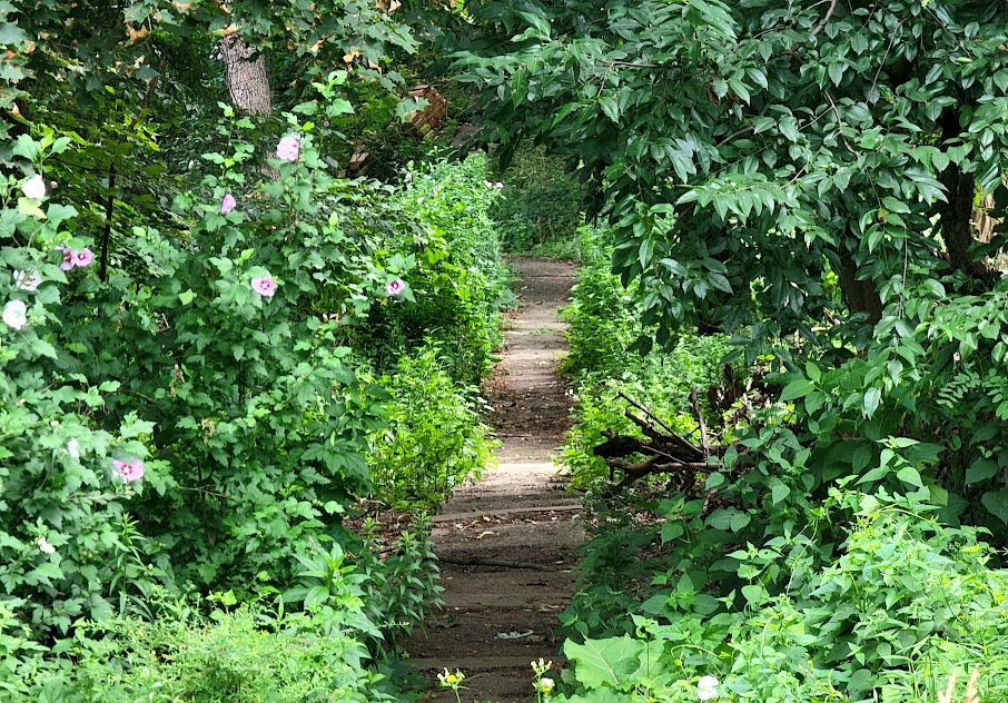 A narrow, dirt path winding through lush green foliage, bordered by bushes adorned with light pink flowers, leading into a peaceful forest canopy.