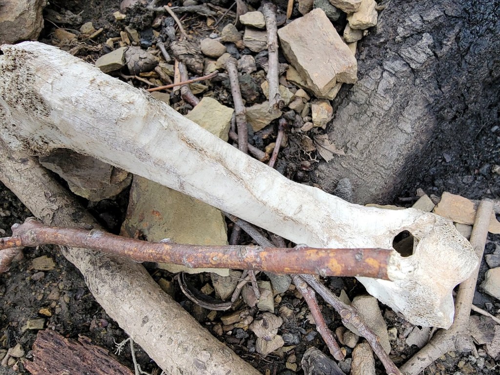 A large, weathered animal bone lies on the forest floor amidst scattered twigs, rocks, and dirt near a tree trunk.