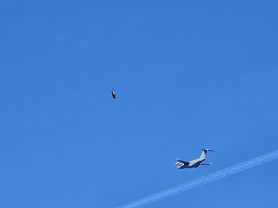 A stark blue sky serves as the backdrop for a dramatic juxtaposition: a soaring bird and a military aircraft, their paths crossing yet worlds apart.