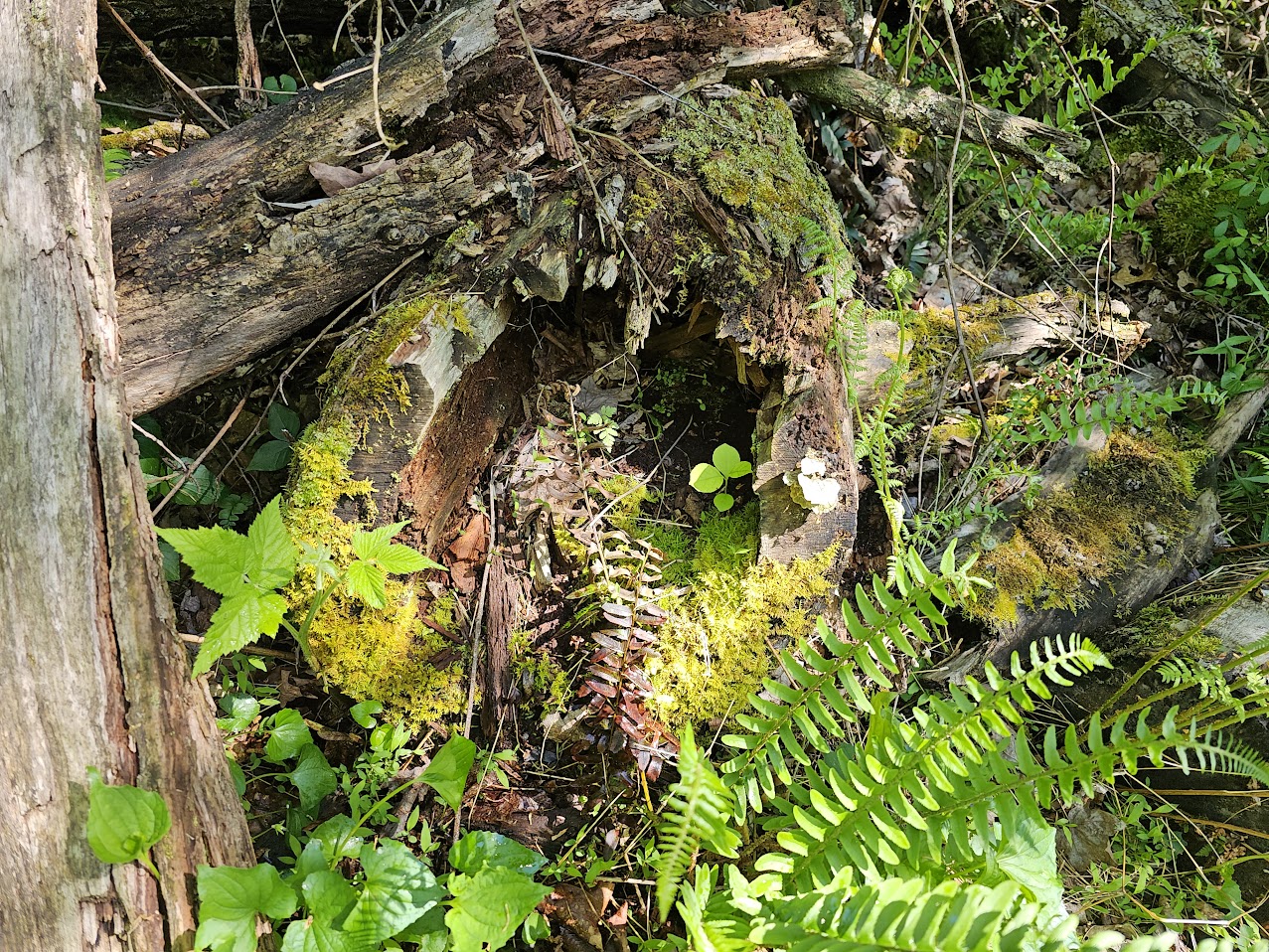 A hollow, decaying log covered in vibrant green moss lies in a dense forest, surrounded by ferns and other foliage. Small plants and fungi grow from the rotting wood, adding to the scene of natural decomposition. Sunlight filters through the trees, casting dappled light on the forest floor, which is covered in leaves, twigs, and other organic debris. The mix of textures—rough bark, delicate ferns, and soft moss—creates a rich, layered natural environment.