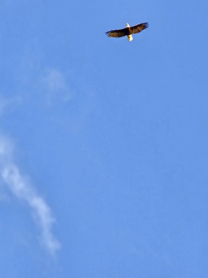 A bald eagle soars majestically against a vibrant blue sky, its wings fully extended. A faint wisp of cloud trails diagonally, adding depth to the serene and expansive scene.