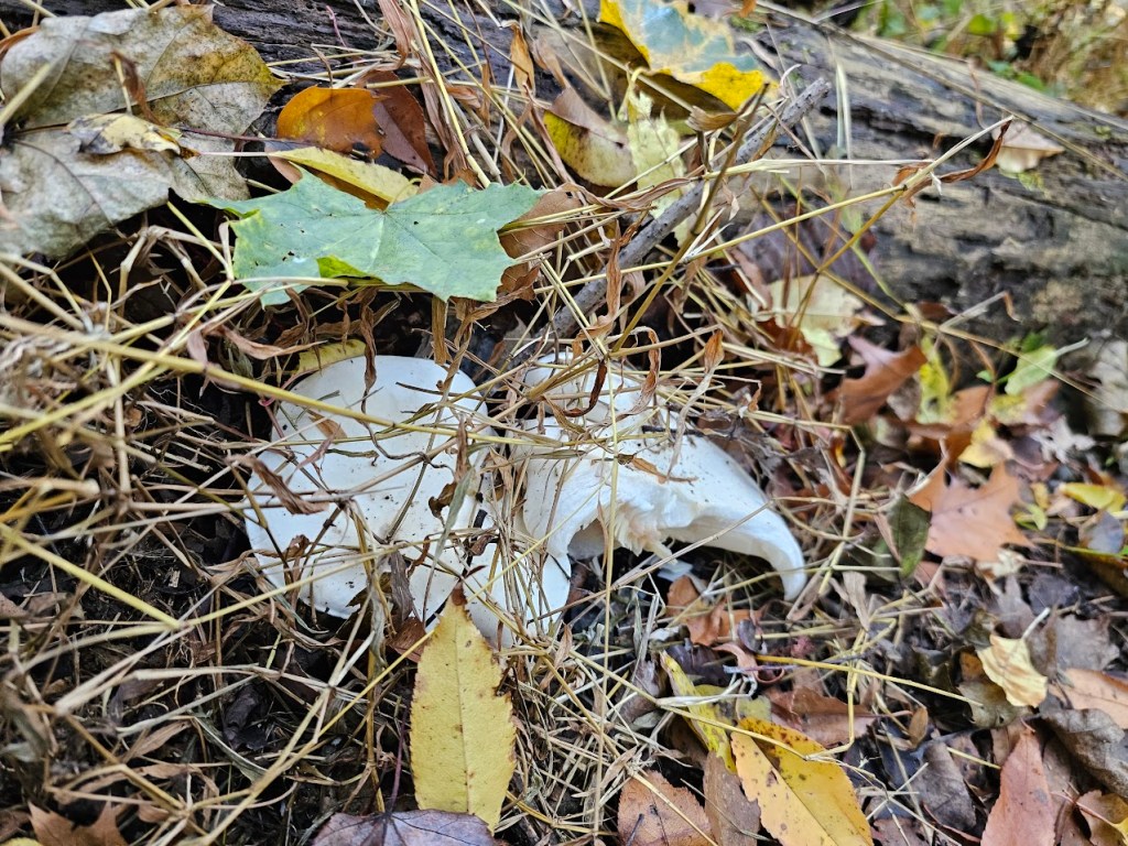 A broken white mushroom cap partially hidden under a layer of dry leaves, twigs, and forest debris.