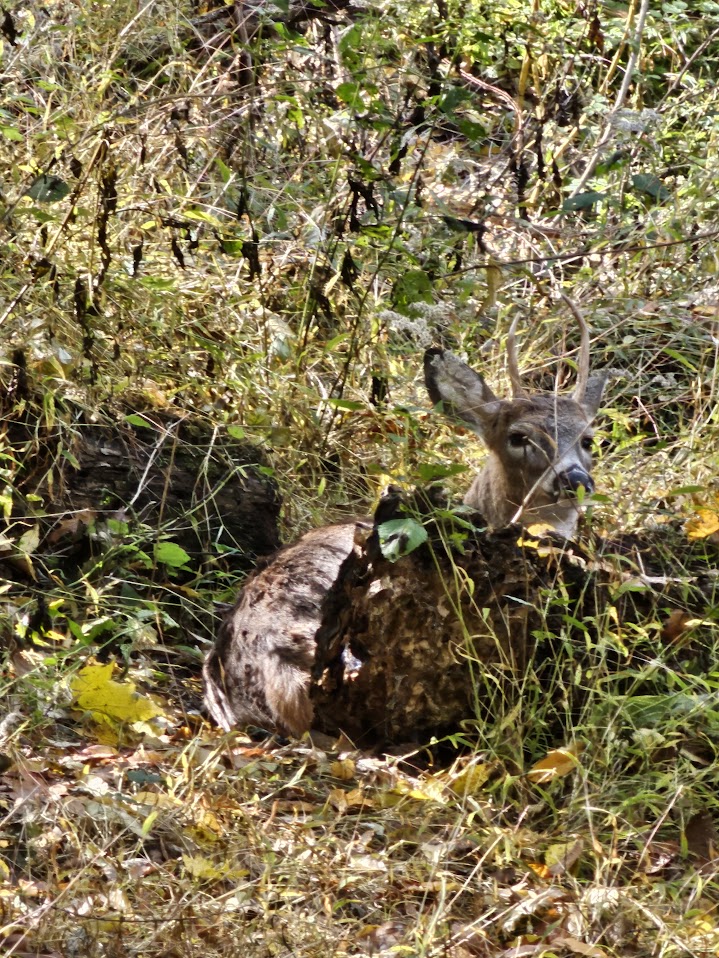 A young buck with small antlers rests on the forest floor, surrounded by tall grasses and dappled sunlight filtering through the trees.