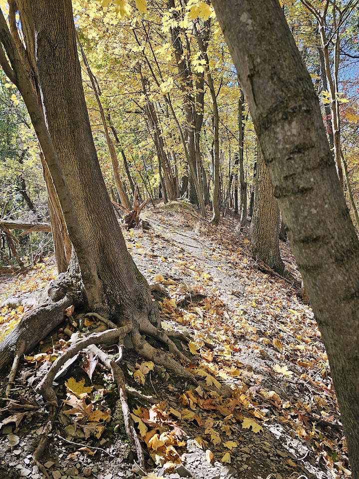 A serene forest trail lined with tall trees, exposed roots, and golden autumn leaves scattered across the ground, illuminated by soft sunlight.