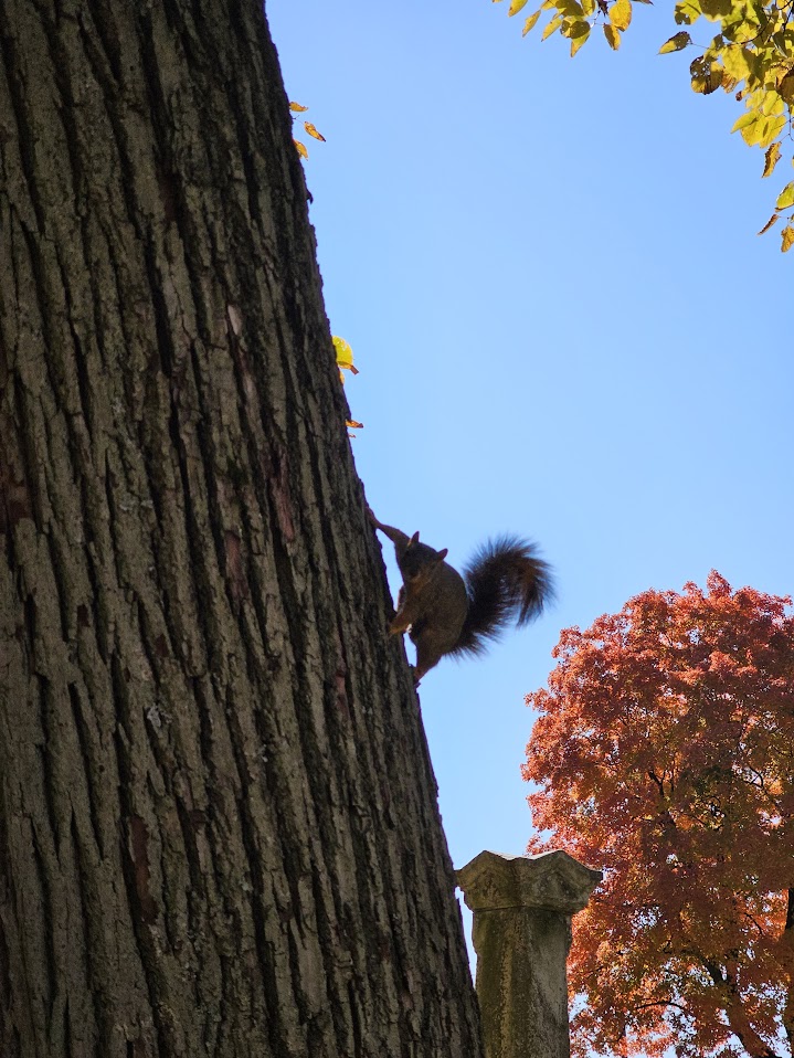 A squirrel clings to the side of a large tree trunk, silhouetted against a clear blue sky. Vibrant autumn leaves and a bright red-orange tree create a colorful backdrop, evoking the beauty of fall.
