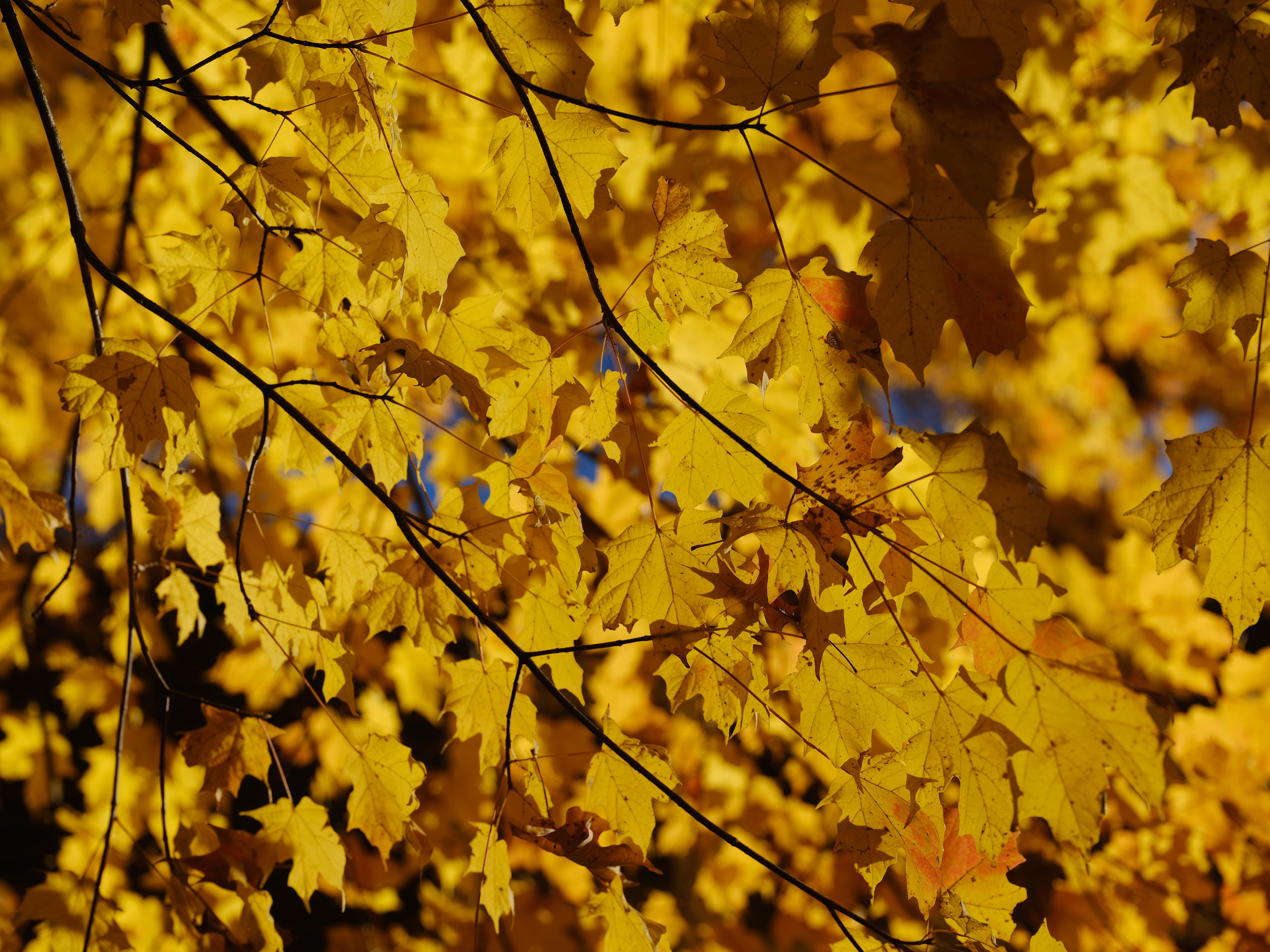 "A close-up view of vibrant yellow maple leaves on thin, dark branches during autumn. Sunlight filters through the foliage, casting shadows and highlights on the leaves, with hints of blue sky visible in the background."
