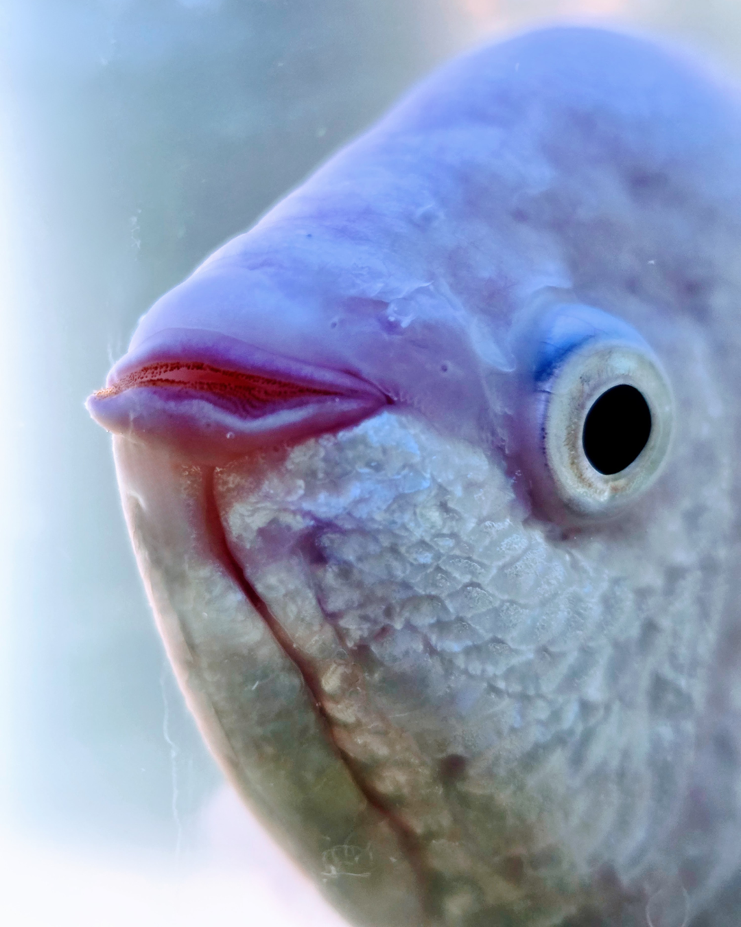 "Extreme close-up of a white, shimmery kissing gourami (a type of African cichlid) in an aquarium. The lighting in the tank gives its scales a soft, bluish-purple hue. Its large, round eye is dark with a silvery ring, and its distinctive lips are slightly open, revealing rows of razor-sharp teeth. The blurred background enhances the ethereal, underwater effect."