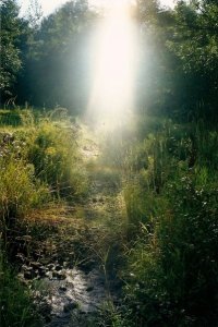 Sunlight streaming down through trees onto a lush, overgrown Wisconsin creek bed, casting a warm, ethereal glow over the water and tall grasses.