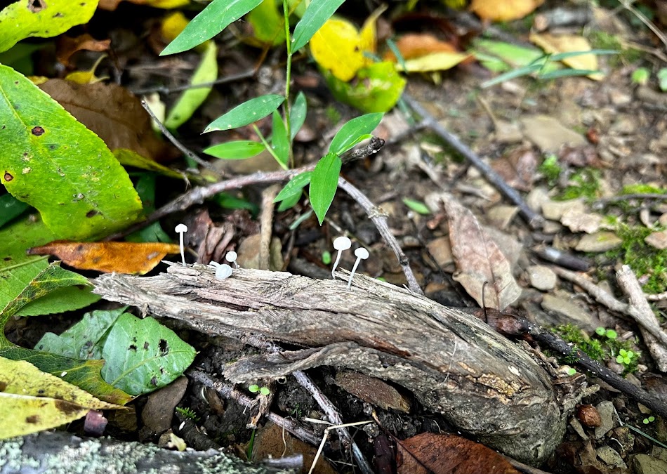 Cluster of ghostly-white mushrooms blooming from a fallen branch in the leaf-littered understory.