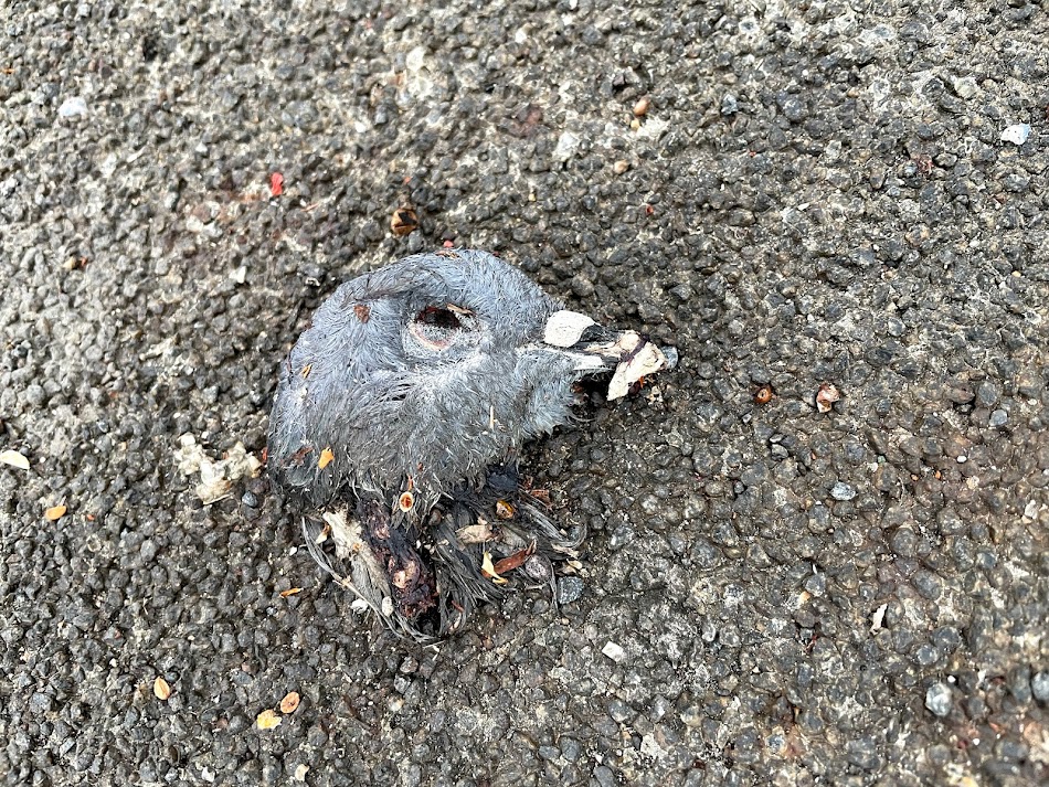 A pigeon’s head embedded in asphalt, eye open to nothing, surrounded by scattered grit and remnants of the day.