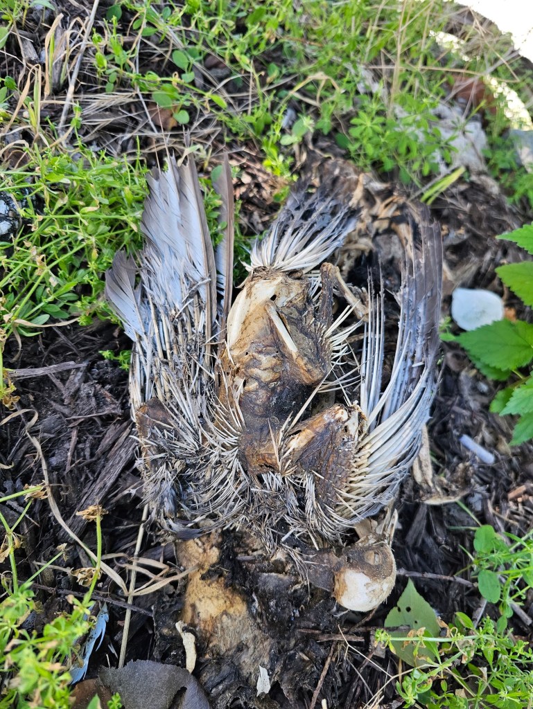 “A decomposed bird carcass on the ground, showing dried feathers, exposed bones, and skull amidst surrounding green plants and soil.”