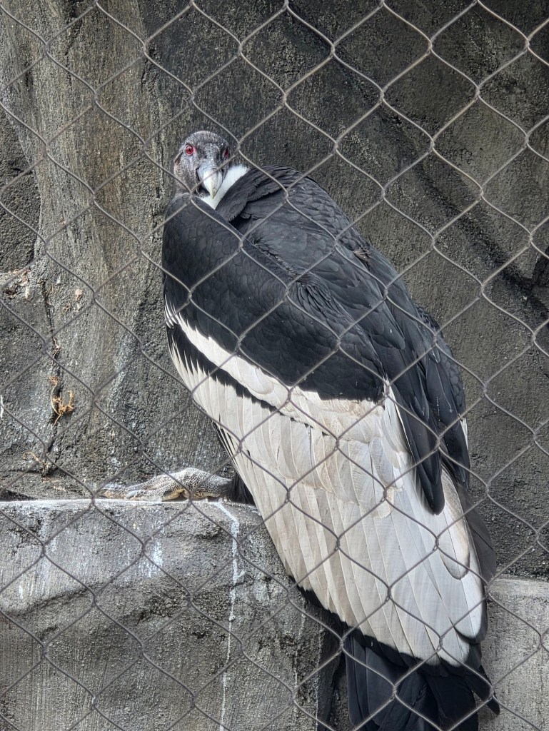 “A close-up photo of an Andean condor at the National Aviary, perched behind a wire mesh fence. The bird has striking red eyes and contrasting black and white feathers. The rough concrete wall behind it provides a textured backdrop.”