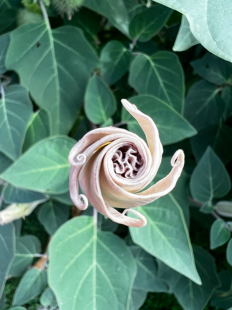 A tightly curled, trumpet-shaped flower bud—likely Datura or Devil’s Trumpet—spirals inward with velvety pale pink petals. It sits against a backdrop of wide, soft green leaves with distinct white veins, creating a hypnotic, organic geometry.