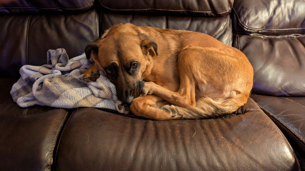 A tan dog with a black snout and expressive, worried eyes curls into a tight ball on a brown leather couch. The dog rests its head on a gray plaid blanket, appearing vulnerable and shy. 