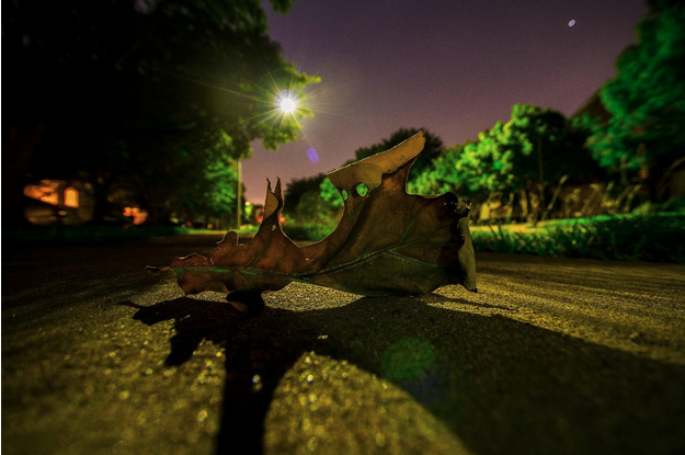Low-angle night photo of a curled brown leaf on a sidewalk, lit by a greenish streetlamp that casts a long shadow; trees and a purple sky blur in the background.