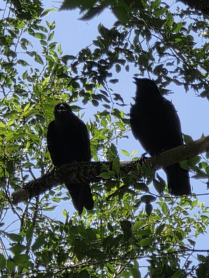 two crows on a branch